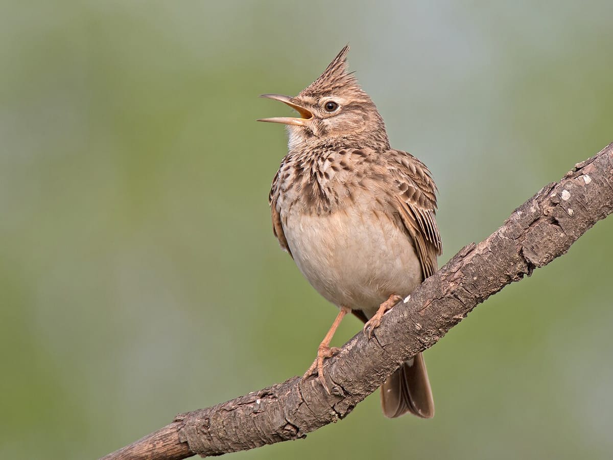 Rare crested lark nests in Finland for the first time