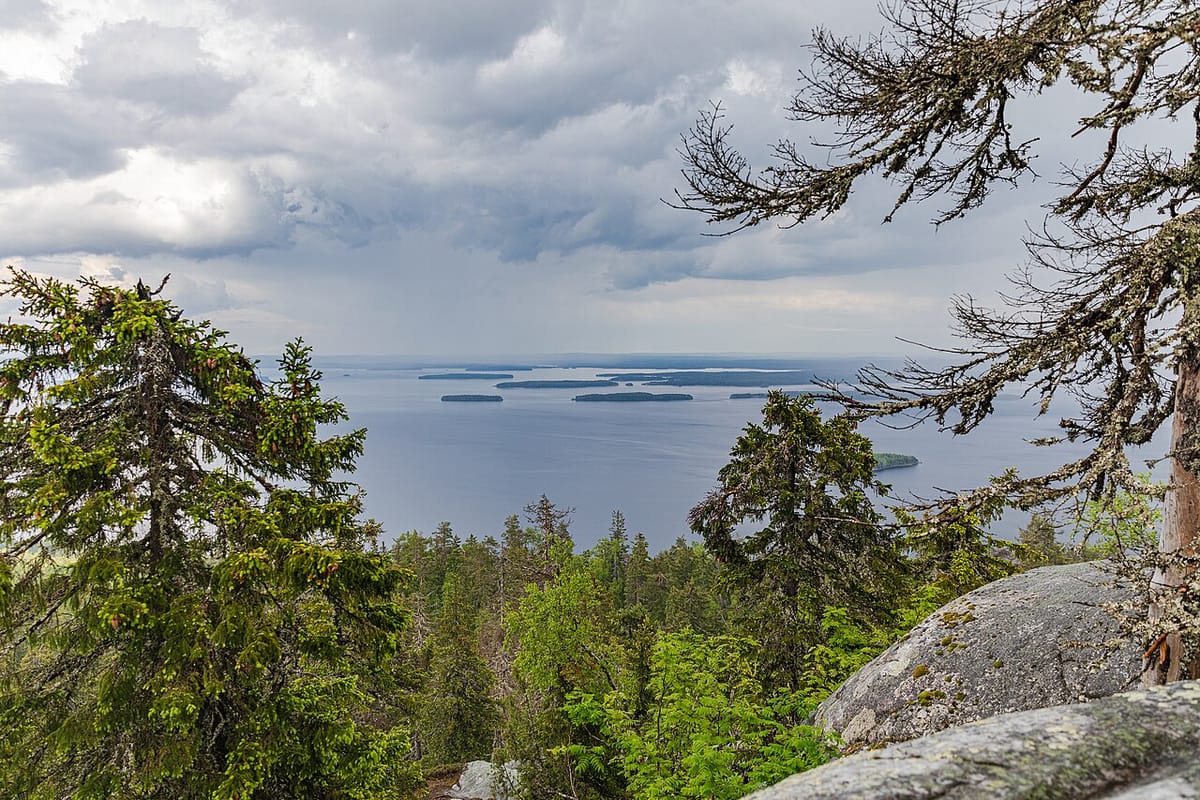 Iconic Koli National Park pine tree dies after decades as a landmark