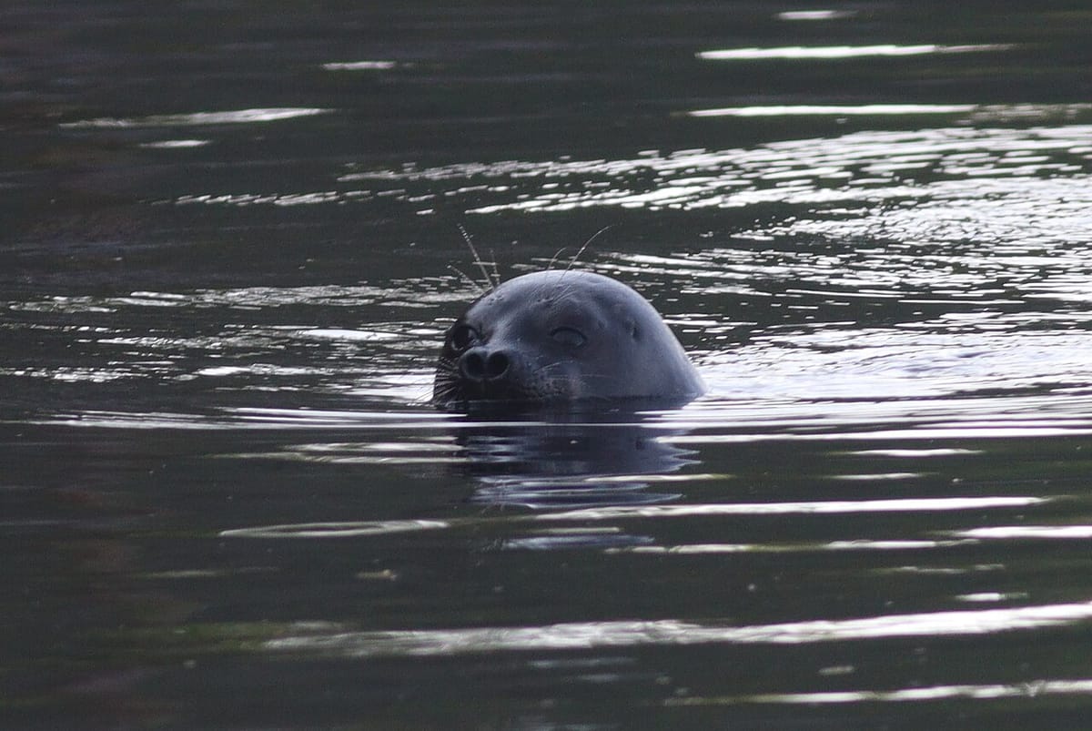 Saimaa Ringed Seal Pup Drowns in Legal Fish Trap as Death Toll Rises