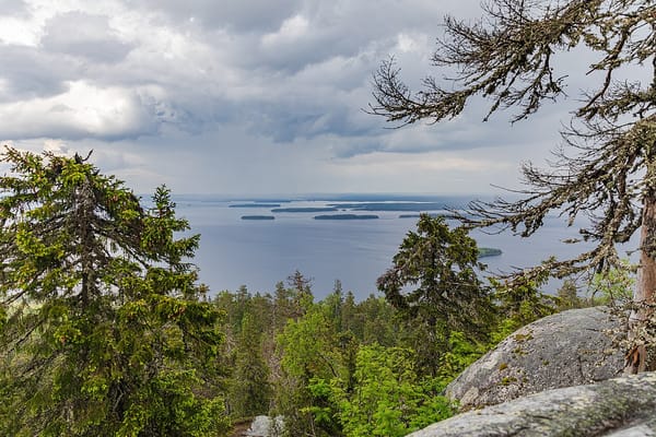Iconic Koli National Park pine tree dies after decades as a landmark